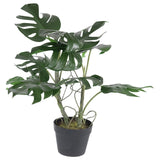 MONSTERA PLANT Meadow Lane