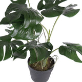 MONSTERA PLANT Meadow Lane 1