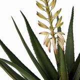 Aloe Vera in Pot MLH