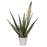 Aloe Vera in Pot Meadow Lane