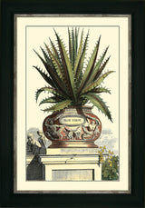 The Antique Aloe I Archive Picture Meadow Lane