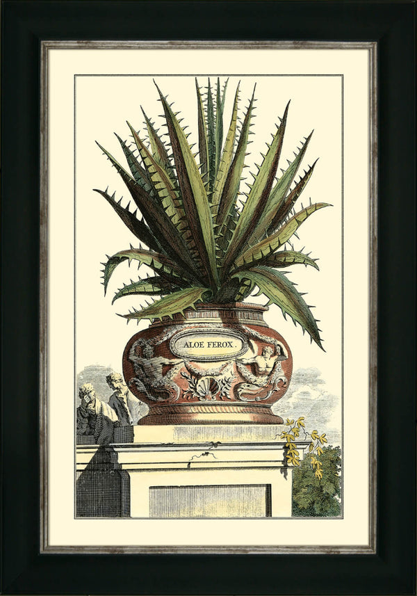 The Antique Aloe I Archive Picture Meadow Lane