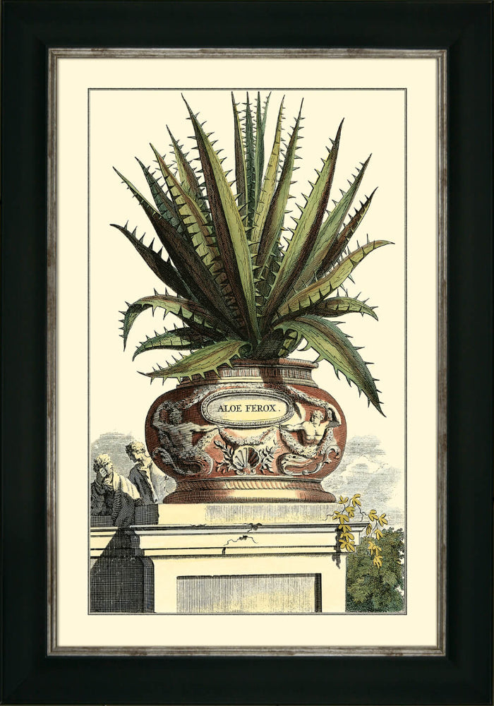The Antique Aloe I Archive Picture Meadow Lane