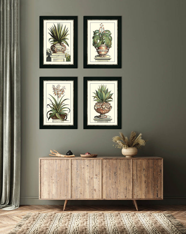 The Antique Aloe Picture Collection
