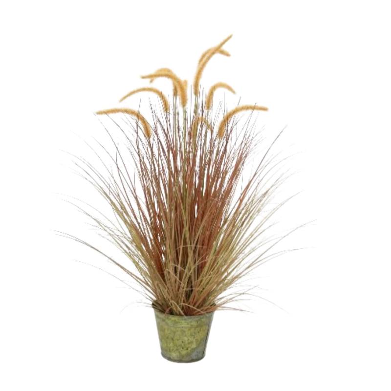 35' dogtail grass in metal pot