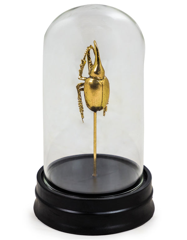 Gold Beetle Specimen in Glass Dome - Meadow Lane Ardee