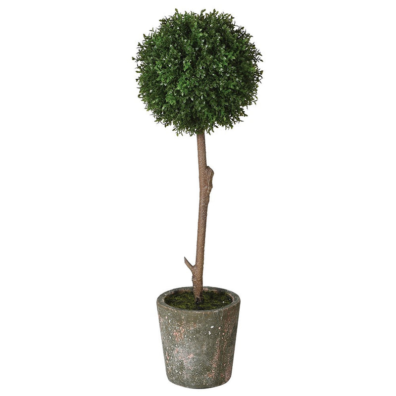 Small Boxwood in Clay Pot - Meadow Lane Ardee