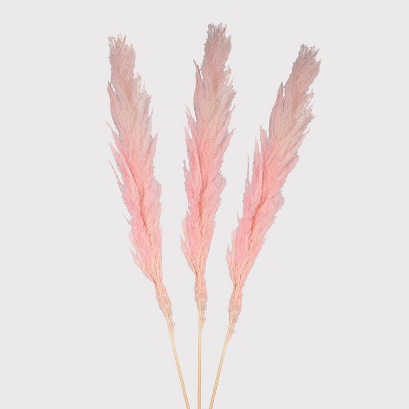 Pack of 3 Large Real Pink Pampas - Meadow Lane Ardee